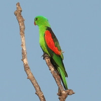 Red-winged Parrot